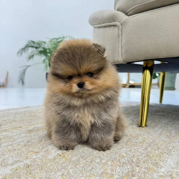 pomerania in vendita, 12 settimane | Foto 1