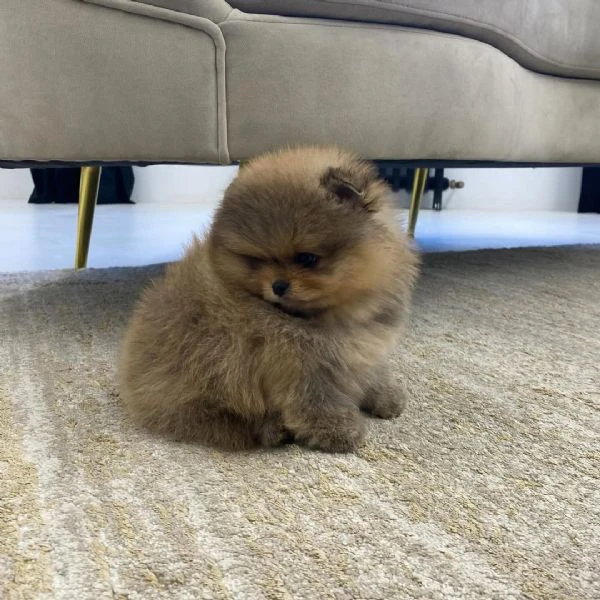 pomerania in vendita, 12 settimane | Foto 0