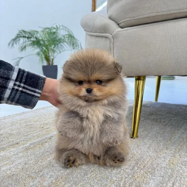 pomerania in vendita, 12 settimane