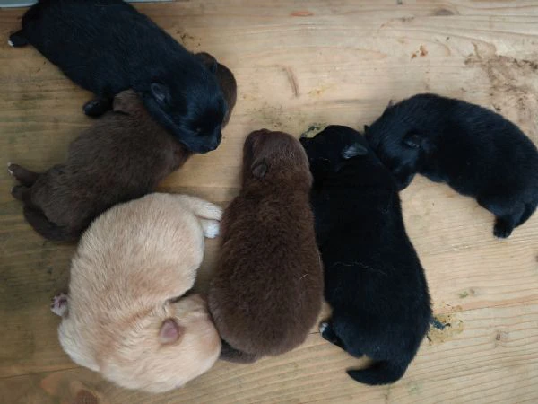 cuccioli spitz tedesco piccolo ( kleinspitz ) | Foto 4
