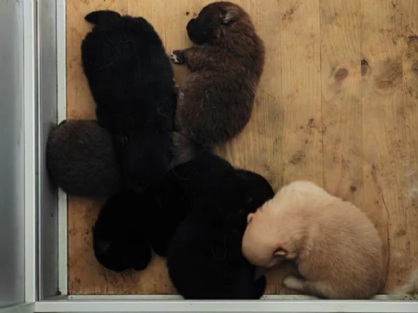 cuccioli spitz tedesco piccolo ( kleinspitz ) | Foto 1