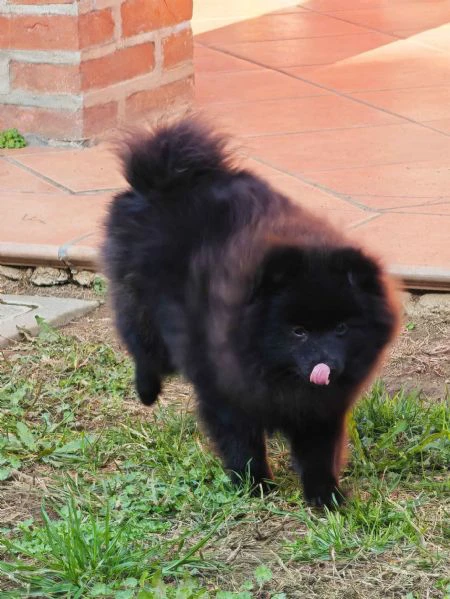 ultimo cucciolo spitz tedesco piccolo ( kleinspitz ) | Foto 3
