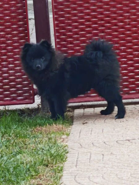 ultimo cucciolo spitz tedesco piccolo ( kleinspitz )