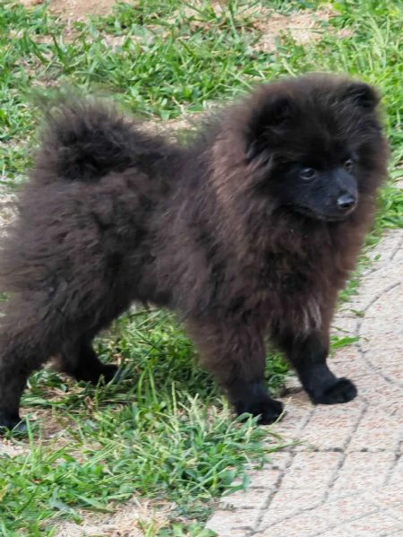ultimo cucciolo spitz tedesco piccolo ( kleinspitz ) | Foto 2