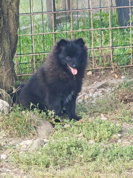 ultimo cucciolo spitz tedesco piccolo ( kleinspitz ) | Foto 1