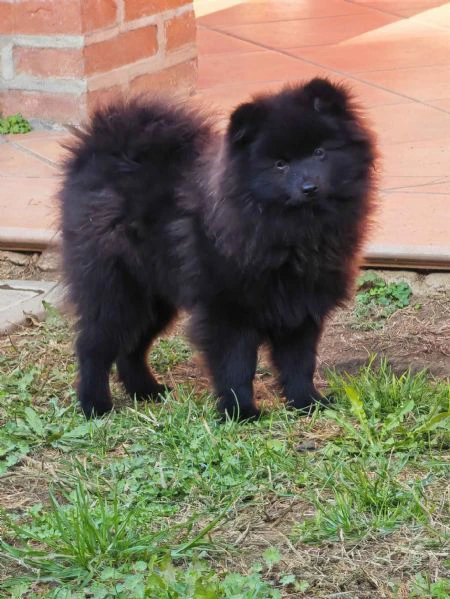 ultimo cucciolo spitz tedesco piccolo ( kleinspitz ) | Foto 0