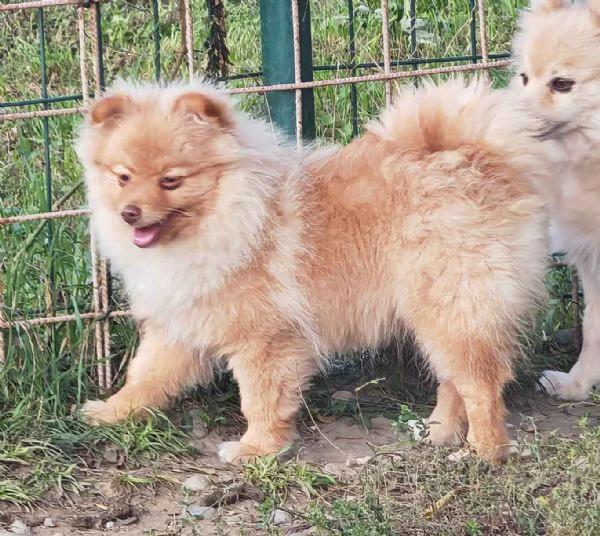 ultima cucciola spitz tedesco piccolo ( kleinspitz ) | Foto 3