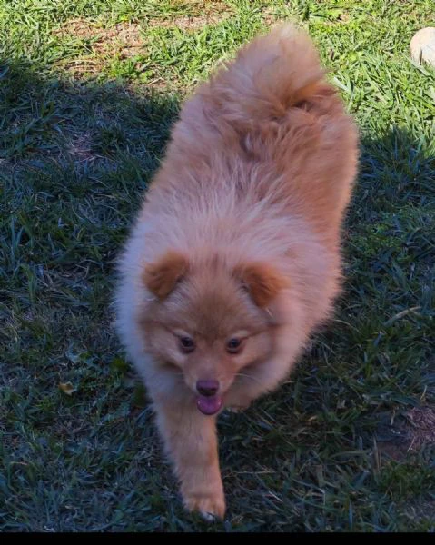 ultima cucciola spitz tedesco piccolo ( kleinspitz ) | Foto 2