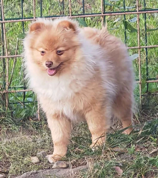 ultima cucciola spitz tedesco piccolo ( kleinspitz )