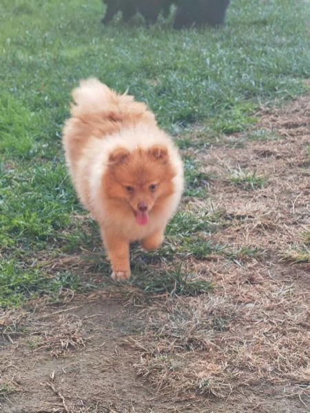 ultima cucciola spitz tedesco piccolo ( kleinspitz ) | Foto 1