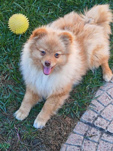 ultima cucciola spitz tedesco piccolo ( kleinspitz ) | Foto 0