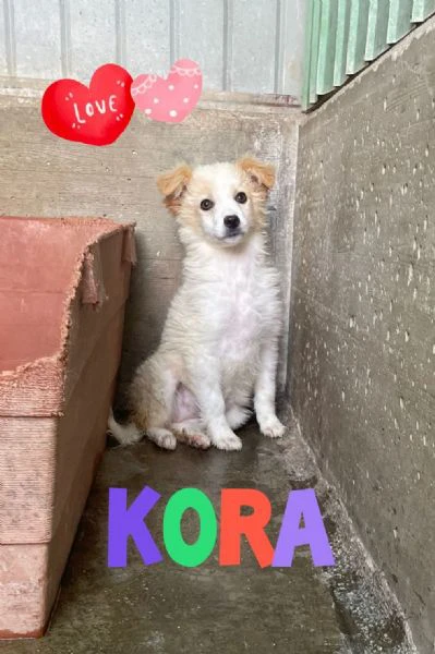 kora, cucciola che presto rimarrà sola in box