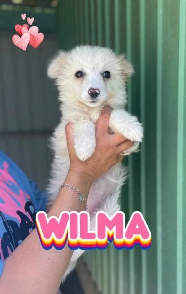 fred e wilma cuccioli di taglia piccola | Foto 0