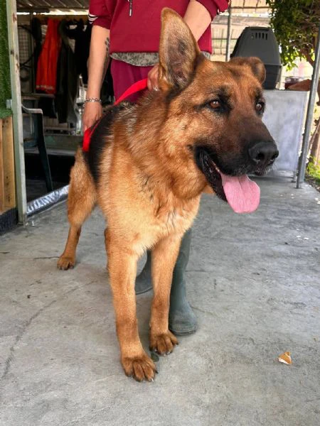 orso è un pastore tedesco bellissimo | Foto 1