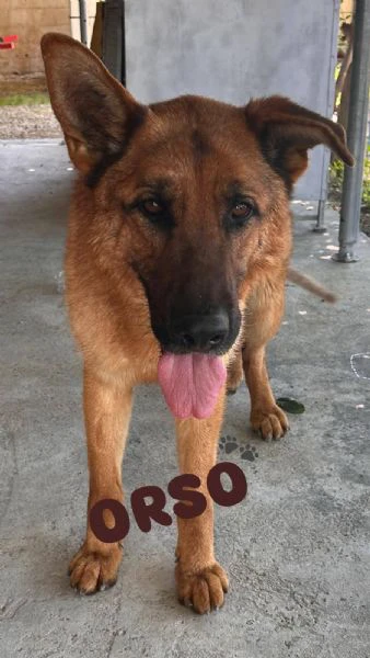 orso è un pastore tedesco bellissimo | Foto 0
