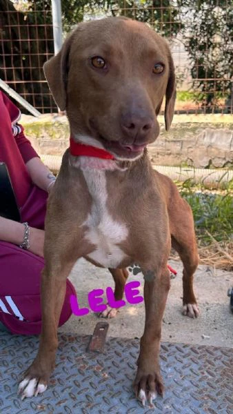 lele femminuccia mix segugio