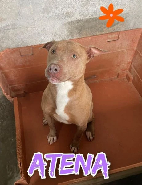 atena, mix pitbull red nose