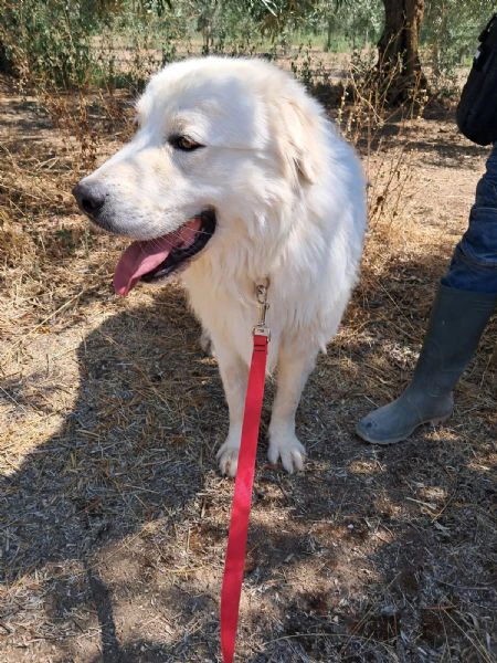 orsetto simil-maremmano | Foto 2
