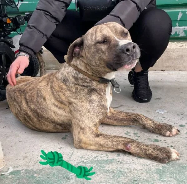 giovane mix pitbull sta soffrendo in box… | Foto 0