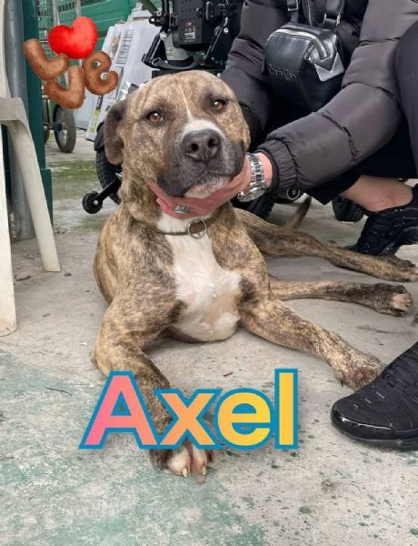giovane mix pitbull sta soffrendo in box…