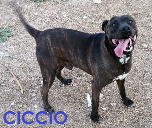 ciccio una vita in canile, sogna una famiglia