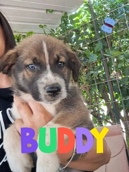 buddy dolce monello