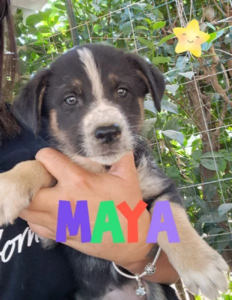 maya seducente cucciolina   