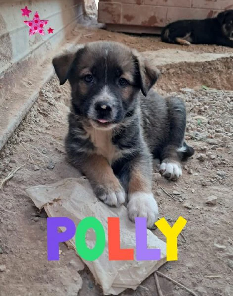 polly nata a febbraio ‘25