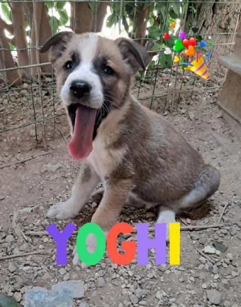 yoghi cucciolo meticcio