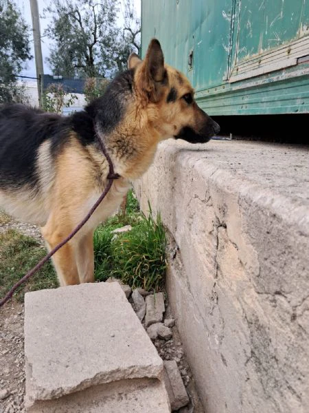 vasco simil lupetto | Foto 2