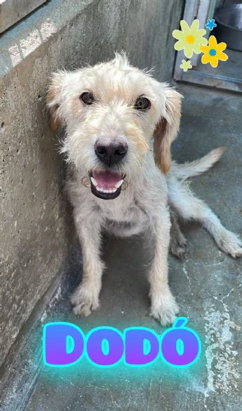 dodo’ simil spinone 