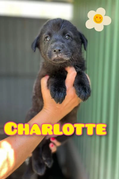 charlotte cucciola femmina   