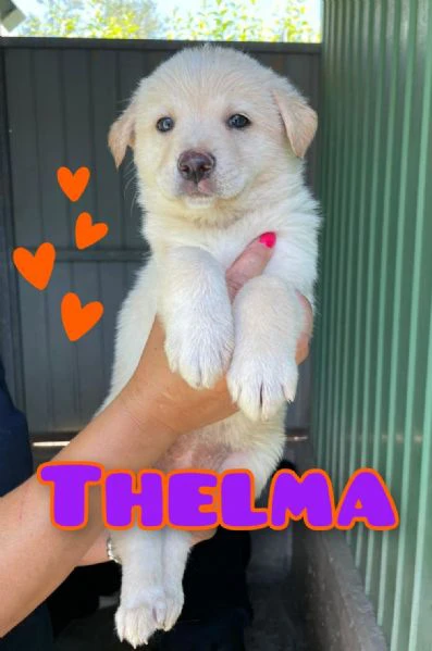 thelma futura taglia media-contenuta