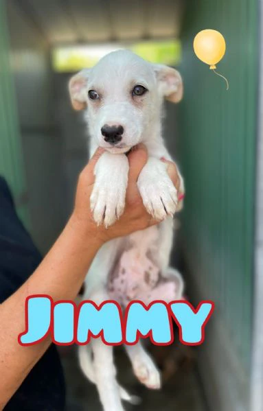 jimmy nato ad aprile 2025