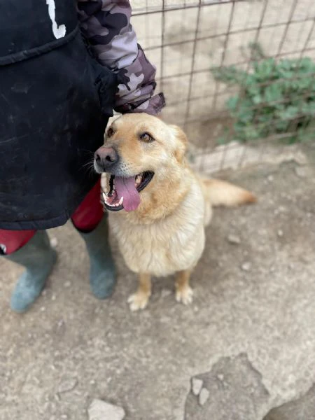 simba bel giovanotto | Foto 3