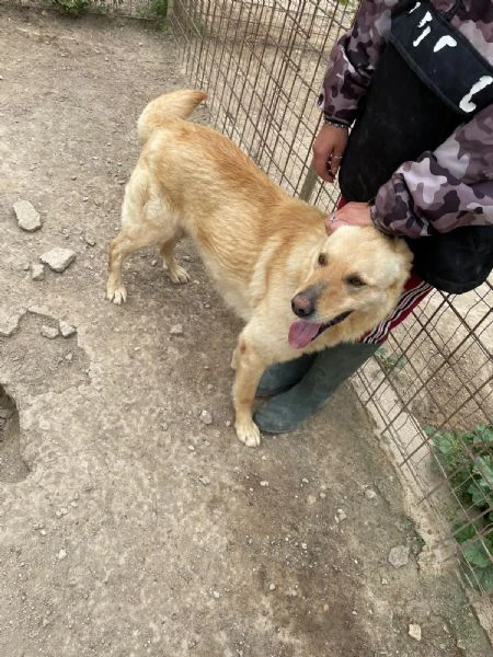 simba bel giovanotto | Foto 2