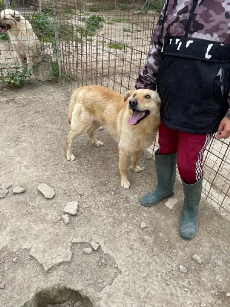 simba bel giovanotto | Foto 1