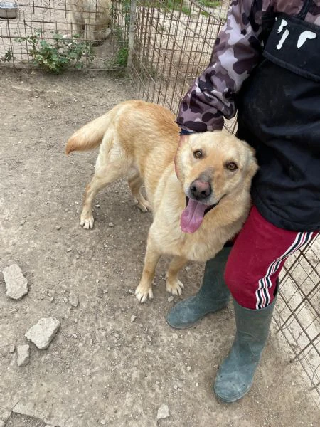 simba bel giovanotto | Foto 0