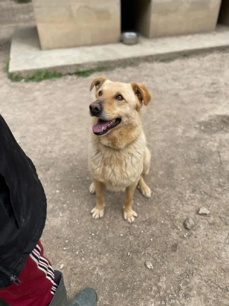 simba bel giovanotto