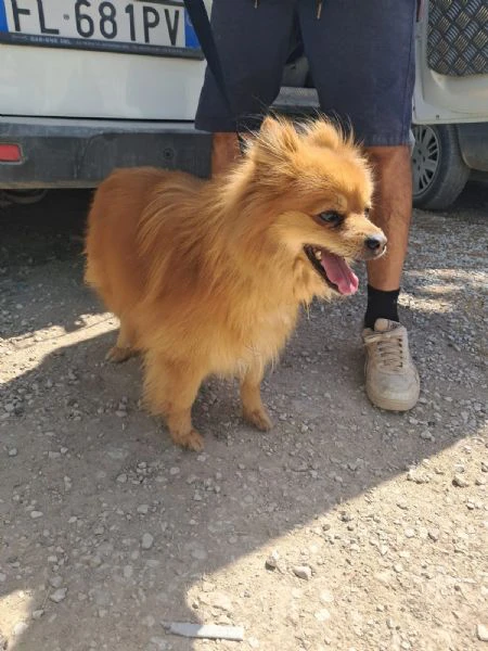 riky cessione di proprietà | Foto 0