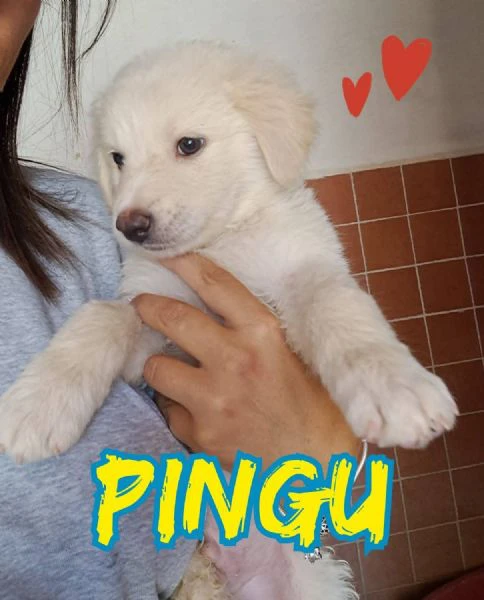 pingu’ maschietto nato a maggio 2025