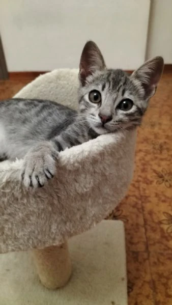 micio gattino tigrato argento  | Foto 4