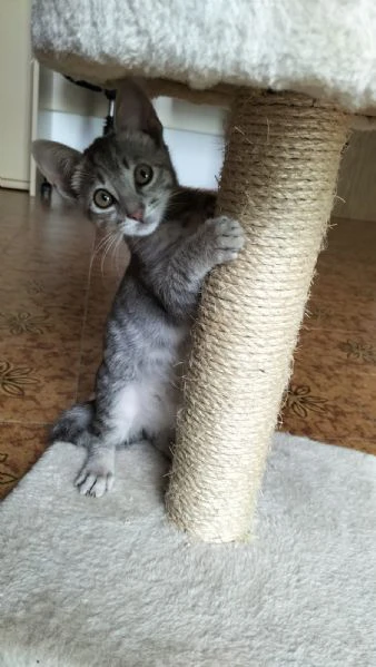 micio gattino tigrato argento  | Foto 3