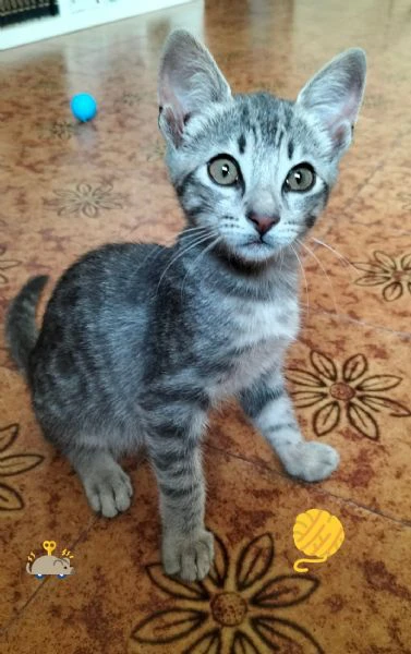 micio gattino tigrato argento  | Foto 2