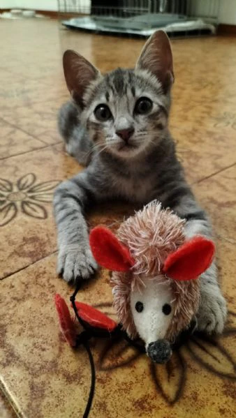 micio gattino tigrato argento  | Foto 1