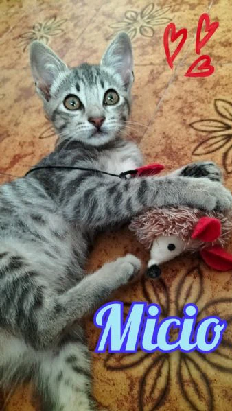 micio gattino tigrato argento 