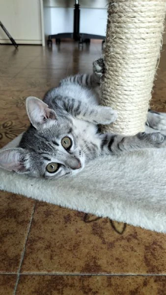 micio gattino tigrato argento  | Foto 0