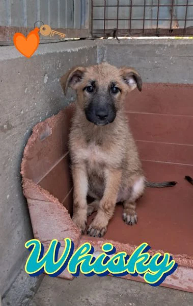 whisky cucciolo maschio