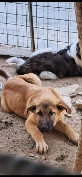 whisky cucciolo maschio