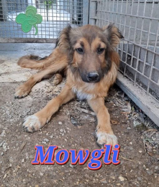 mowgli nato ad febbraio 2025